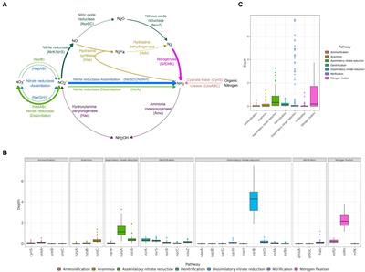 The microbial community structure and nitrogen cycle of high-altitude pristine saline lakes on the Qinghai-Tibetan plateau